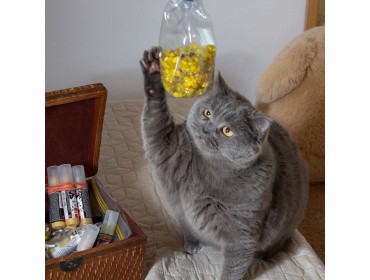 Proiectul Los Angeles